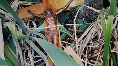 Italian slut pisses on a crucifix in a deconsecrated cemetery